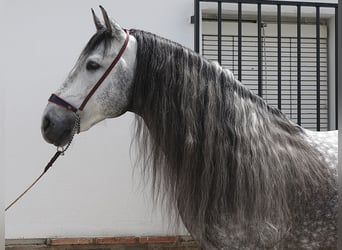 PRE Mix, Hengst, 8 Jahre, 166 cm, Schimmel