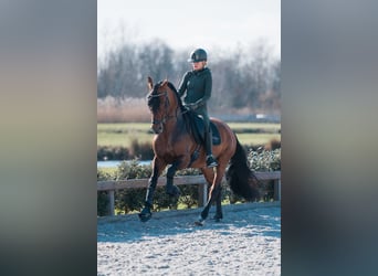 PRE Mix, Hengst, 8 Jahre, 167 cm, Brauner