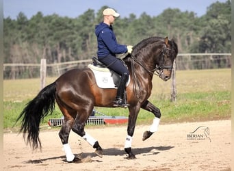 PRE Mix, Hengst, 8 Jahre, 167 cm, Brauner