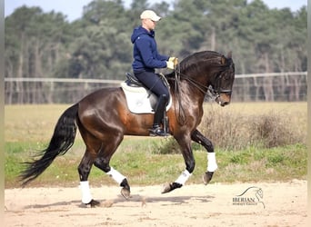 PRE Mix, Hengst, 8 Jahre, 167 cm, Brauner