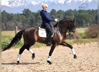 PRE Mix, Hengst, 8 Jahre, 167 cm, Brauner