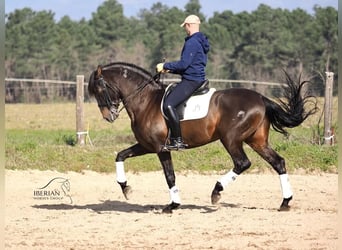 PRE Mix, Hengst, 8 Jahre, 167 cm, Brauner