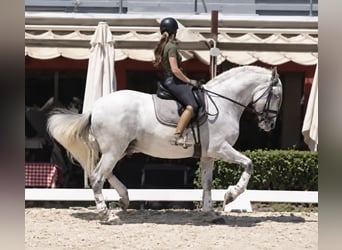 PRE Mix, Hengst, 8 Jahre, 167 cm, White