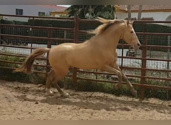 PRE, Hengst, 8 Jahre, 168 cm, Champagne