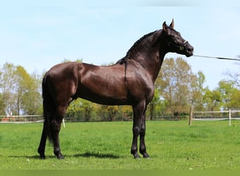 PRE Mix, Hengst, 8 Jahre, 168 cm