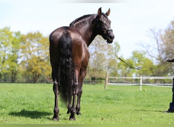 PRE Mix, Hengst, 8 Jahre, 168 cm
