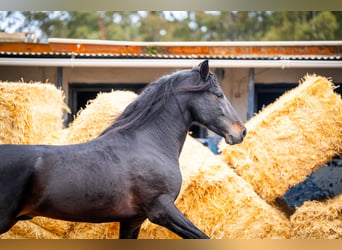 PRE Mix, Hengst, 8 Jahre, 168 cm, Rappe