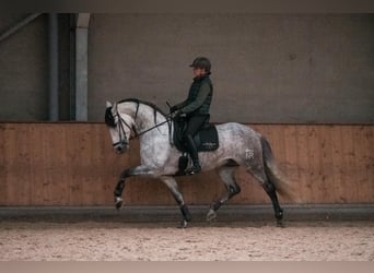 PRE Mix, Hengst, 8 Jahre, 168 cm, Schimmel