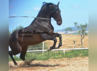 PRE, Hengst, 8 Jahre, 168 cm, Schwarzbrauner