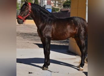 PRE Mix, Hengst, 8 Jahre, 170 cm, Dunkelbrauner