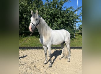 PRE Mix, Hengst, 8 Jahre, 170 cm, Schimmel