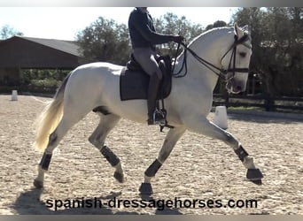 PRE Mix, Hengst, 8 Jahre, 171 cm, Schimmel