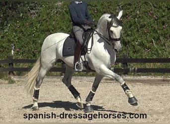 PRE Mix, Hengst, 8 Jahre, 171 cm, Schimmel