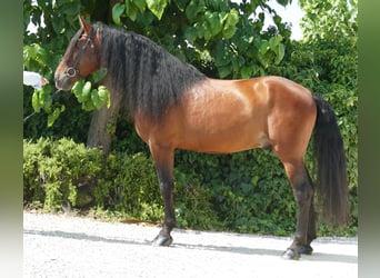 PRE Mix, Hengst, 8 Jahre, 172 cm, Brauner