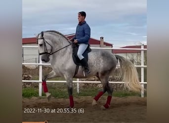 PRE, Hengst, 8 Jahre, 172 cm, Fliegenschimmel