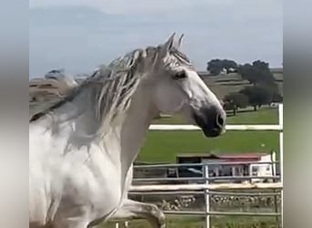 PRE, Hengst, 8 Jahre, 172 cm, Fliegenschimmel