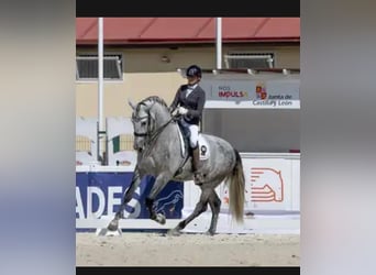 PRE Mix, Hengst, 8 Jahre, 172 cm, Schimmel