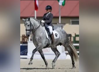 PRE Mix, Hengst, 8 Jahre, 172 cm, Schimmel