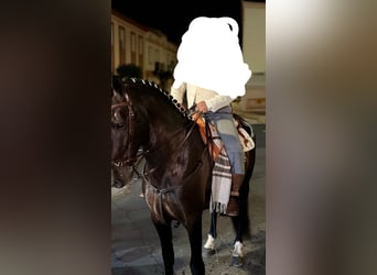 PRE, Hengst, 8 Jahre, 172 cm, Schwarzbrauner