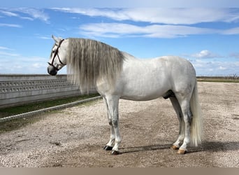 PRE Mix, Hengst, 8 Jahre, 173 cm, Schimmel