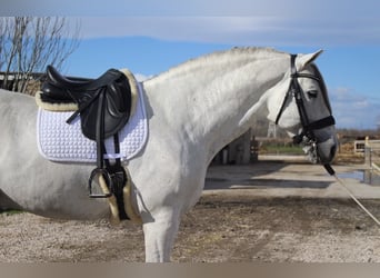 PRE Mix, Hengst, 8 Jahre, 173 cm, Schimmel