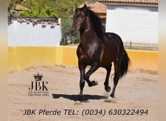 PRE Mix, Hengst, 8 Jahre, 174 cm, Brauner