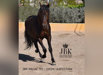 PRE Mix, Hengst, 8 Jahre, 174 cm, Brauner