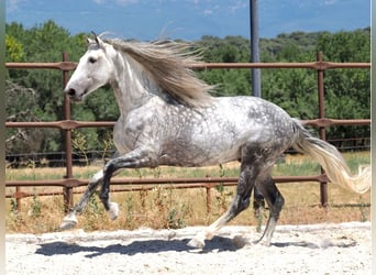PRE Mix, Hengst, 8 Jahre, 175 cm, Schimmel