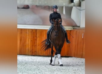 PRE Mix, Hengst, 8 Jahre, 178 cm, Dunkelbrauner