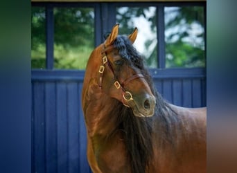 PRE Mix, Hengst, 8 Jahre, 178 cm, Dunkelbrauner