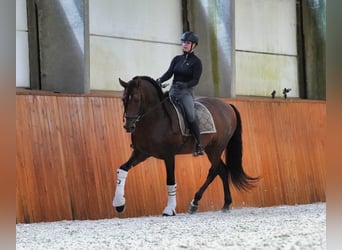 PRE Mix, Hengst, 8 Jahre, 178 cm, Dunkelbrauner