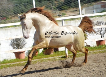 PRE, Hengst, 9 Jaar, 158 cm, Perlino