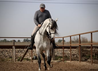 PRE Mix, Hengst, 9 Jaar, 160 cm, Schimmel