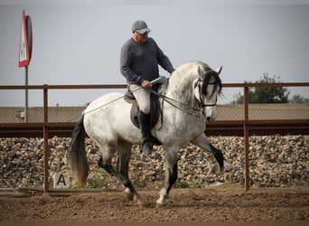 PRE Mix, Hengst, 9 Jaar, 160 cm, Schimmel