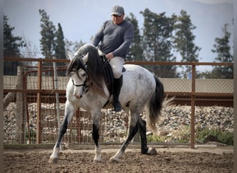 PRE Mix, Hengst, 9 Jaar, 160 cm, Schimmel