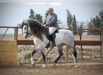 PRE Mix, Hengst, 9 Jaar, 160 cm, Schimmel