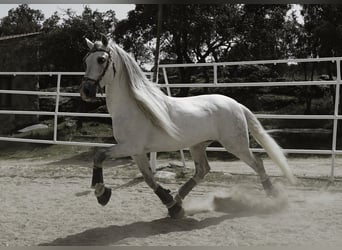 PRE Mix, Hengst, 9 Jaar, 161 cm, Wit