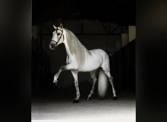 PRE Mix, Hengst, 9 Jaar, 161 cm, Wit