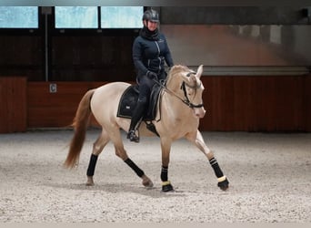 PRE, Hengst, 9 Jaar, 162 cm, Perlino