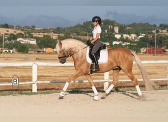 PRE, Hengst, 9 Jaar, 163 cm, Palomino