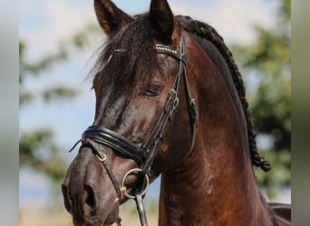 PRE Mix, Hengst, 9 Jaar, 163 cm, Roodbruin