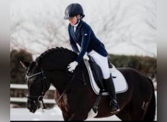 PRE Mix, Hengst, 9 Jaar, 163 cm, Roodbruin