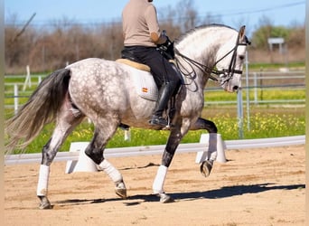 PRE Mix, Hengst, 9 Jaar, 163 cm, Schimmel