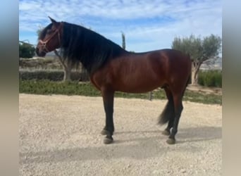 PRE Mix, Hengst, 9 Jaar, 164 cm, Bruin