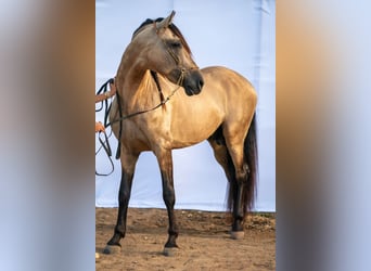 PRE Mix, Hengst, 9 Jaar, 164 cm, Falbe