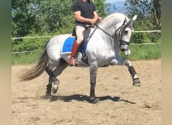 PRE Mix, Hengst, 9 Jaar, 165 cm, Appelschimmel