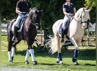 PRE Mix, Hengst, 9 Jaar, 165 cm, Perlino