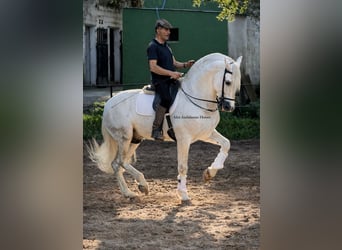 PRE Mix, Hengst, 9 Jaar, 166 cm, Wit