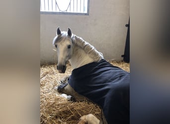 PRE Mix, Hengst, 9 Jaar, 167 cm, Schimmel