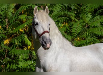 PRE, Hengst, 9 Jaar, 167 cm, Schimmel